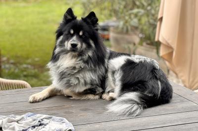 Bruce – der kleine „Boss" der Schwingung.