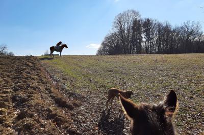 SonaQiu & Cowboy Dressage - ein persönliche Statement von Thomas